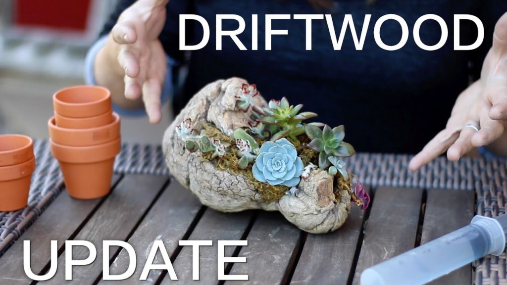 Glue Doesn't Hurt Succulents! // Garden Answer