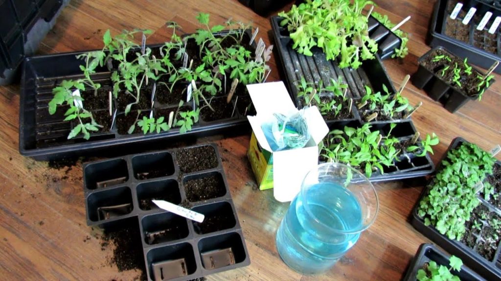 Grow As I Grow Ep-2: Growth, When to Start Plants When, Potting Up Tomatoes & Soluble Fertilizing