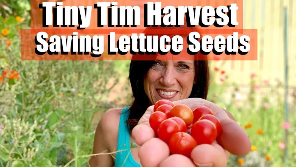 CaliKim: Tiny Tim Tomato Harvest & Saving Lettuce Seeds Tiny Tim Tomato Harvest & Saving Lettuce Seeds