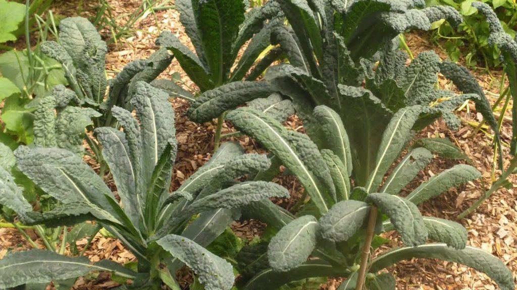 One Yard Revolution: How We Turned Our Weed Garden Into A Vegetable Garden – Naturally How We Turned Our Weed Garden Into A Vegetable Garden - Naturally