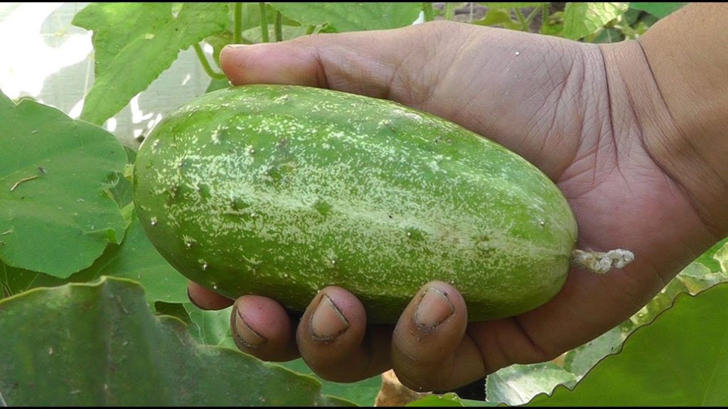 California Gardening: Growing Gourds Part 2 of 5 – Cucumbers Growing Gourds Part 2 of 5 - Cucumbers