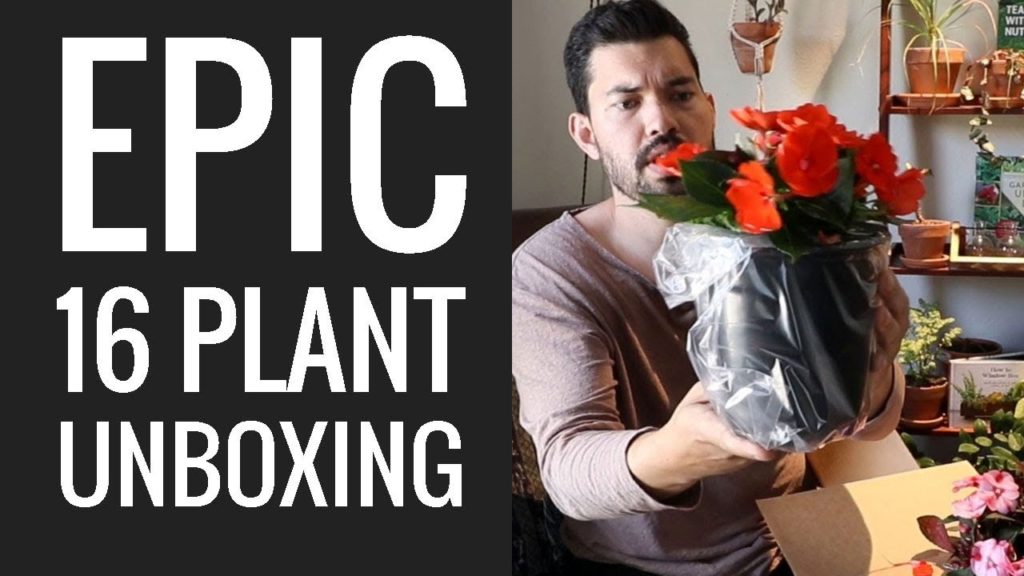 Epic Gardening: 16 Plant HAUL: Unboxing & Transplanting Houseplants, Herbs, Ferns, and Flowers 16 Plant HAUL: Unboxing & Transplanting Houseplants, Herbs, Ferns, and Flowers