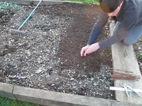 Huw Richards: How to Propagate Forsythia from Hardwood Cuttings How to Propagate Forsythia from Hardwood Cuttings