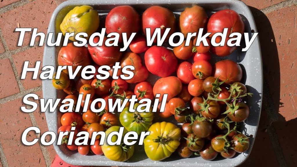 Kaye Kittrell: BIG HARVESTS in a Small Cottage Garden | Garden Workday BIG HARVESTS in a Small Cottage Garden | Garden Workday