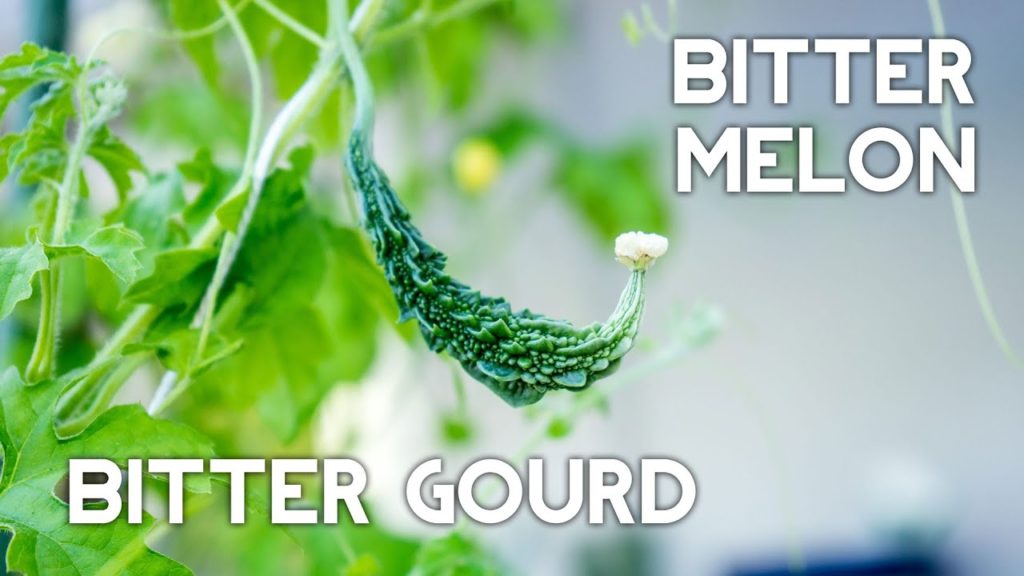 Growing Bitter Melon or Bitter Gourd (Goya, Squash, Momordica charantia)