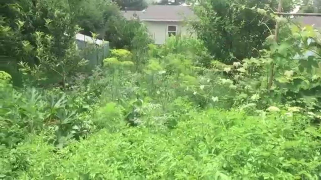 Suburban Food Forest