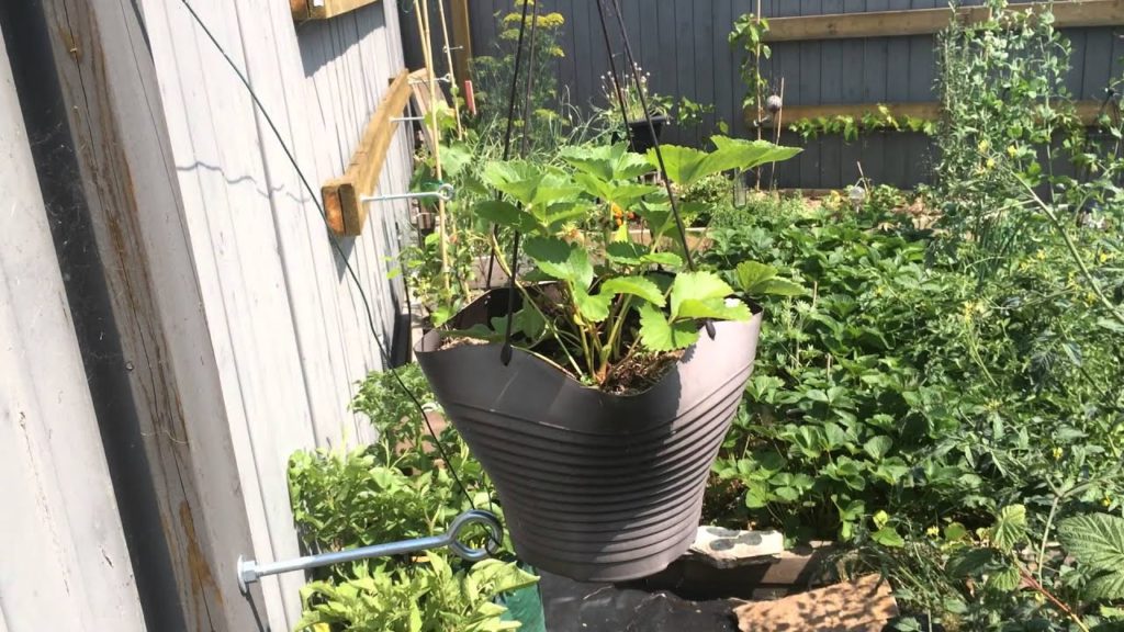 Grow more Food Vertically 5 EZ ways with Added Benefits in the Alberta Urban Garden