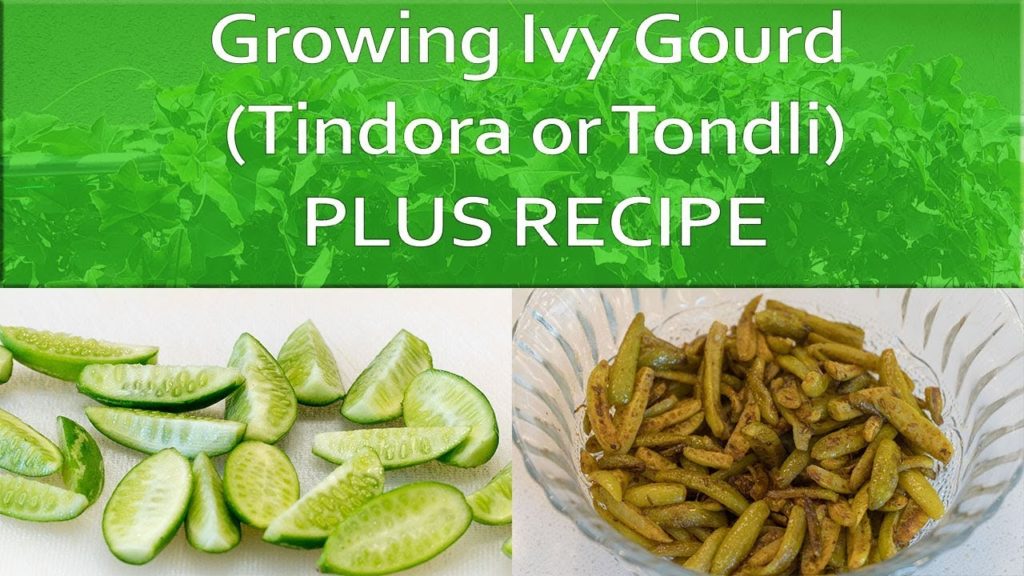 How To Grow Ivy Gourd (Tindora or Tondli) PLUS Recipe!