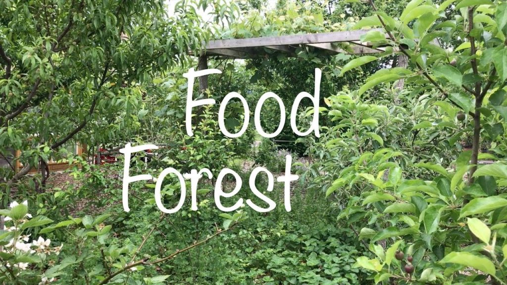 James Prigioni: Epic Permaculture Food Forest Epic Permaculture Food Forest