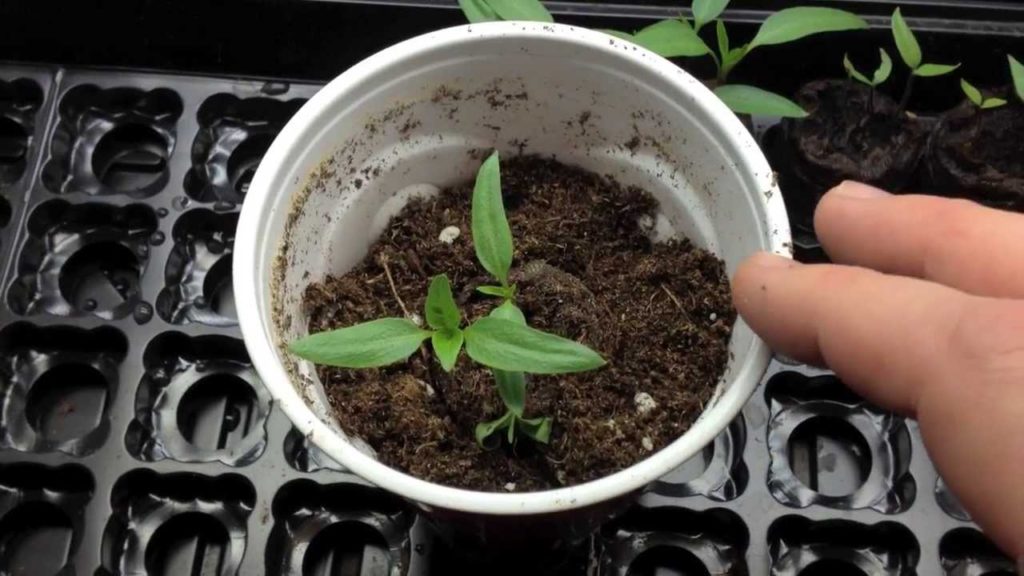 Alberta Urban Garden: Potting and Thinning Habanero and Super Hungarian Hot Peppers Alberta Urban Garden Potting and Thinning Habanero and Super Hungarian Hot Peppers Alberta Urban Garden