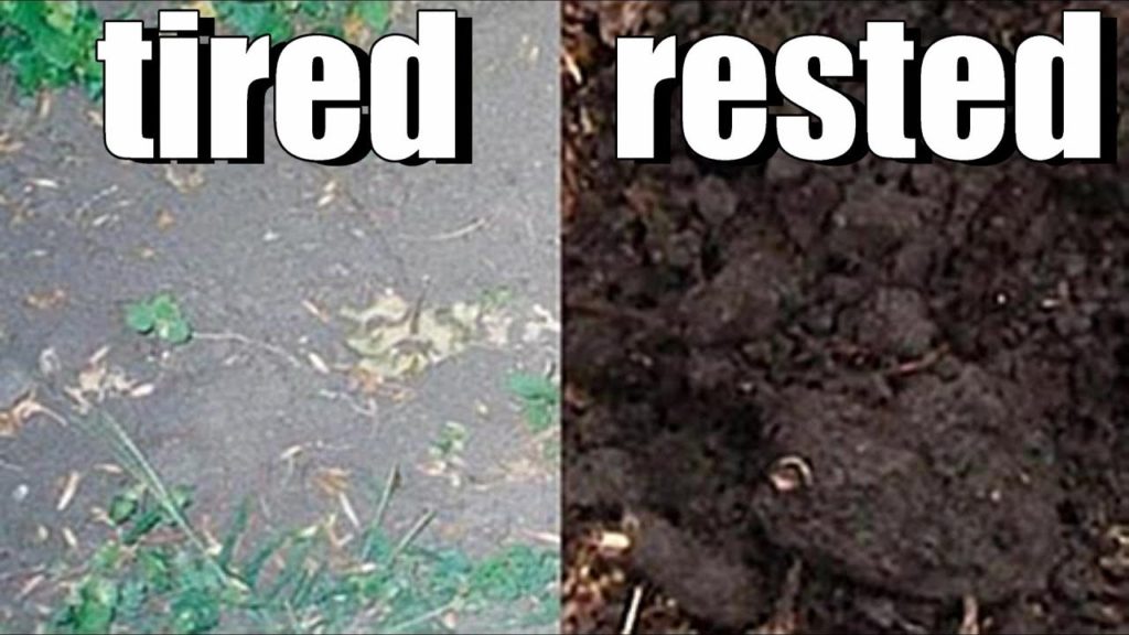 One Yard Revolution: Does Garden Soil Need to Rest? Does Garden Soil Need to Rest?