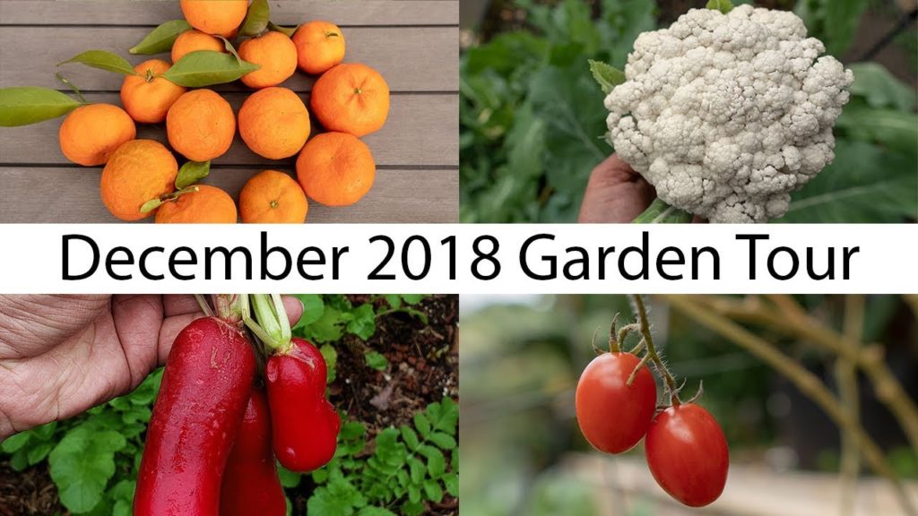California Gardening: California Garden – December Garden Tour – Gardening Tips, Harvests & More! California Garden - December Garden Tour - Gardening Tips, Harvests & More!