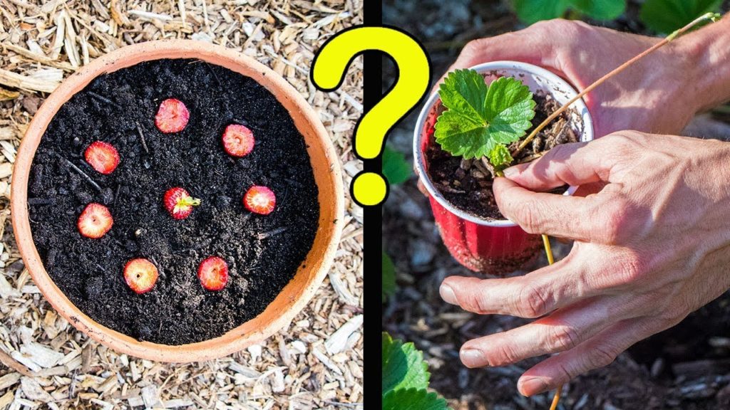 James Prigioni: How to Get FREE Strawberry Plants From Your Garden! How to Get FREE Strawberry Plants From Your Garden!
