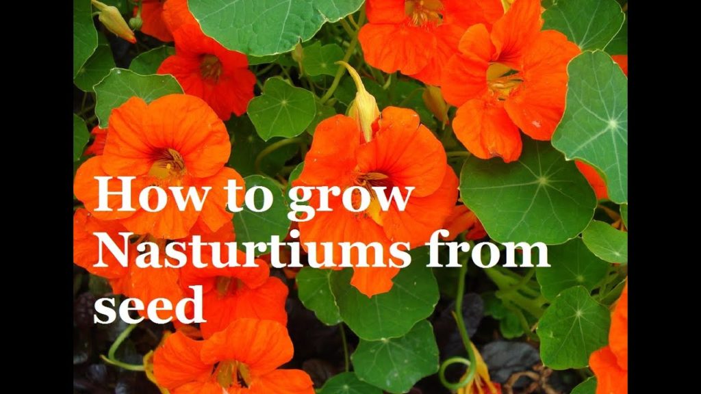 How to Grow Nasturtuims From Seed