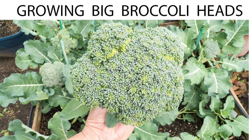 California Gardening: How To Grow Broccoli – Growing Gypsy Hybrid Broccoli – Big Heads! How To Grow Broccoli - Growing Gypsy Hybrid Broccoli - Big Heads!