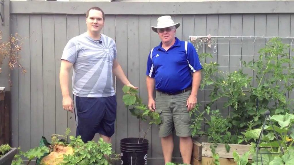 How to Plant Cold Hardy Concord Grapes in the Alberta Urban Garden