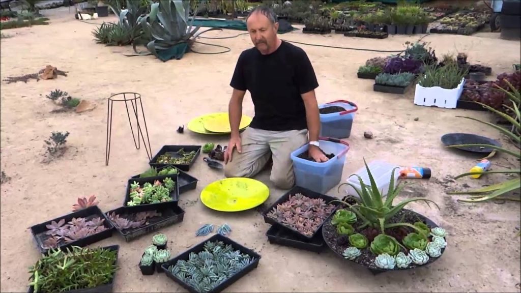 Succulent Dish Gardens   Attila's Way