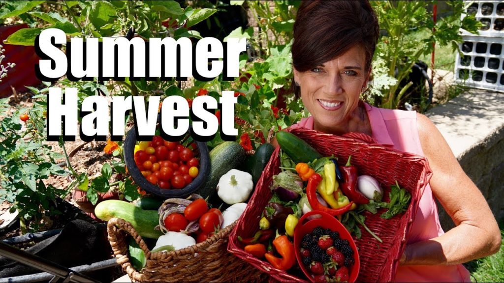 Organic Garden Summer Harvest - July, 2017