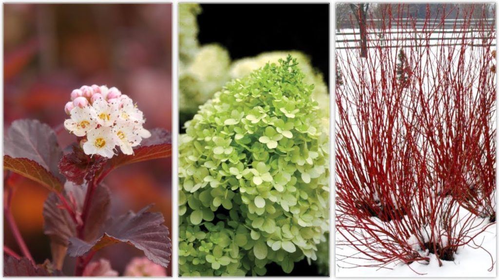 Garden Answer: Landscape Makeover Part 3: Three Shrubs for All Year Interest! 🌿🙌💚// Garden Answer Landscape Makeover Part 3: Three Shrubs for All Year Interest! 🌿🙌💚// Garden Answer