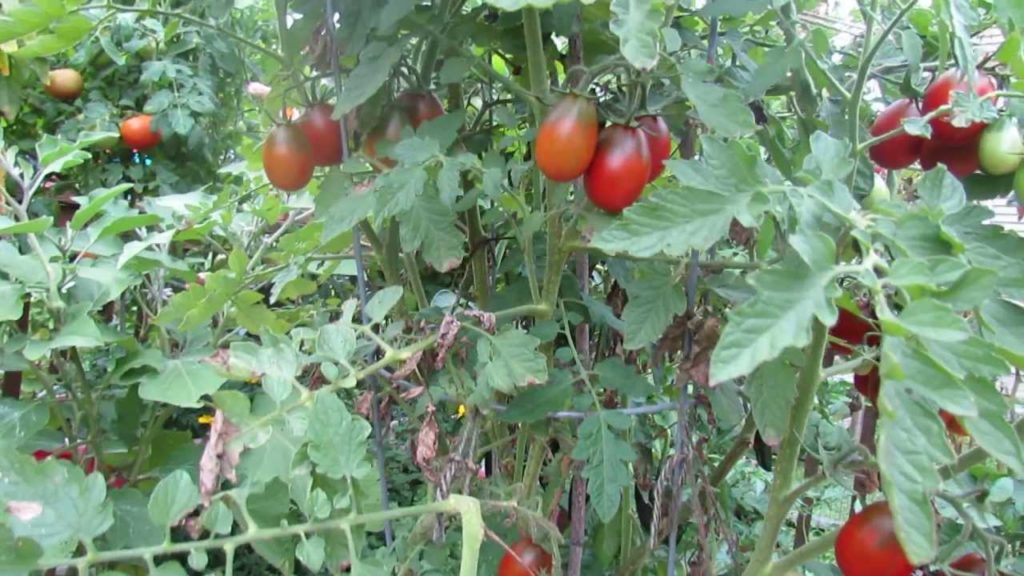 Great Container Tomatoes: The 'Black Plum' Heirloom - The Rusted Garden 2013