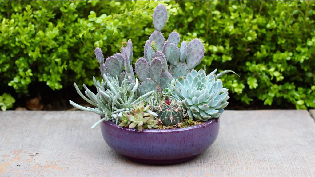 Garden Answer: Succulent Planter Inspiration – Cool Tones Succulent Planter Inspiration - Cool Tones