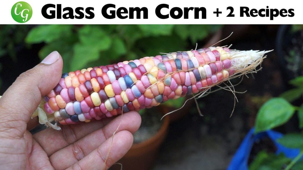 California Gardening: Growing Glass Gem Corn – Beautiful & Delicious + 2 EZ Corn Recipes Growing Glass Gem Corn - Beautiful & Delicious + 2 EZ Corn Recipes