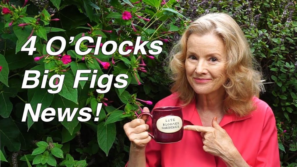 FOUR O'CLOCKS Flowers, BIG FIGS, News | Kaye's Garden Vlog