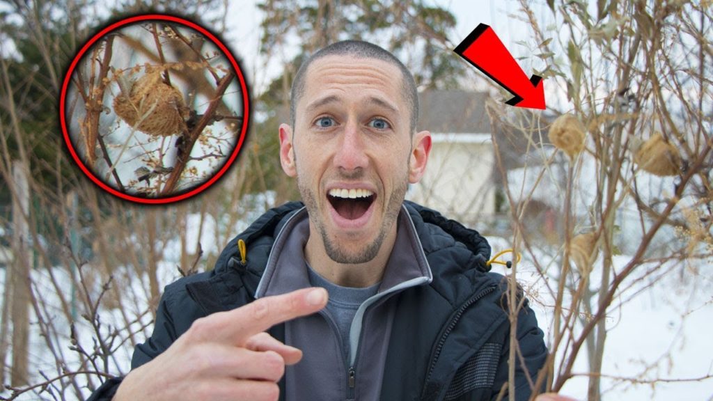 James Prigioni: How To Find PRAYING MANTIS For Your GARDEN! Proactive Pest Control How To Find PRAYING MANTIS For Your GARDEN! Proactive Pest Control