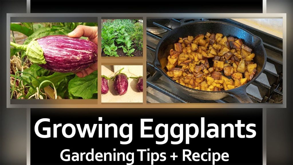How To Grow Eggplants - A Complete Guide To Growing Eggplants (Solanum Melongena) + RECIPE!