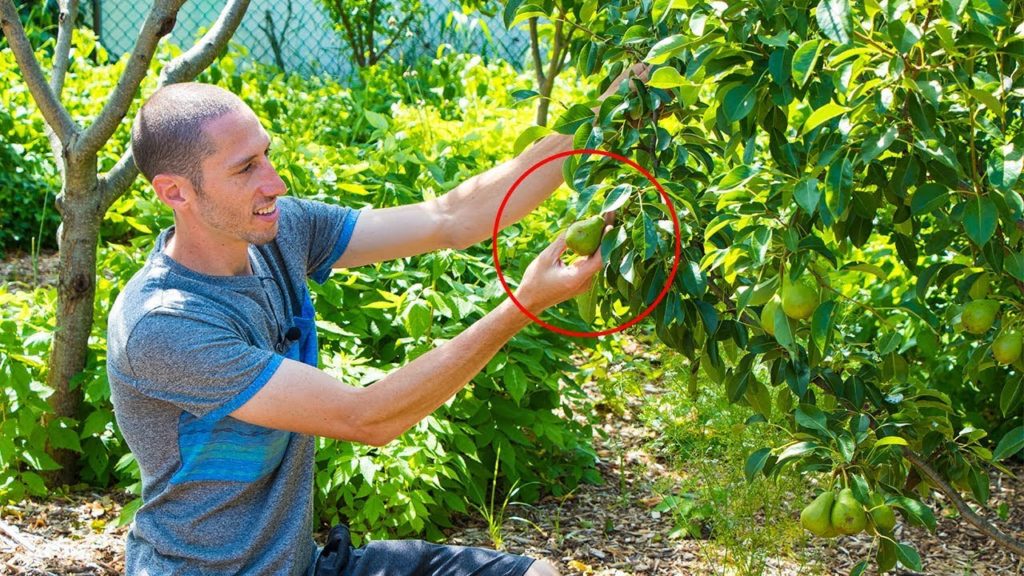 James Prigioni: Suburban PERMACULTURE, Growing Food For FREE! Suburban PERMACULTURE, Growing Food For FREE!