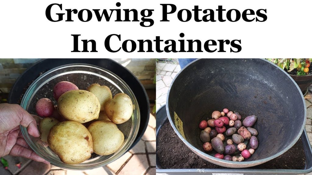 California Gardening: Growing Potatoes In Containers or Pots Growing Potatoes In Containers or Pots