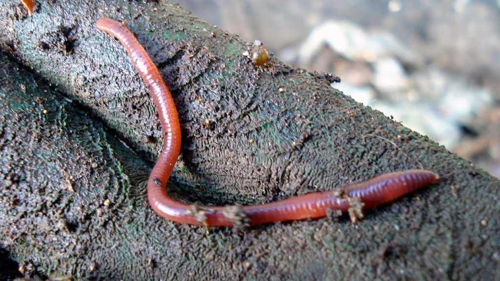 Epic Gardening: How to Vermicompost: The Simplest Worm Farm You Can Build How to Vermicompost: The Simplest Worm Farm You Can Build