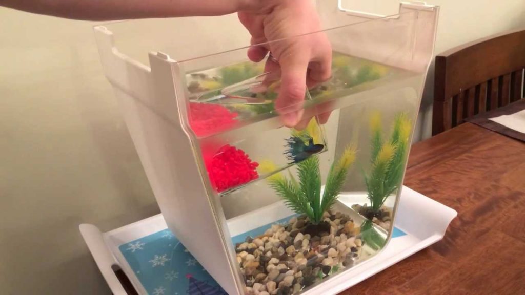 The AquaFarm Introduction and Set From Back to the Roots or Water Garden