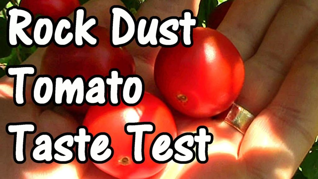One Yard Revolution: Do Tomatoes Grown in Rock Dust Taste Better? A Blind Taste Test Do Tomatoes Grown in Rock Dust Taste Better? A Blind Taste Test