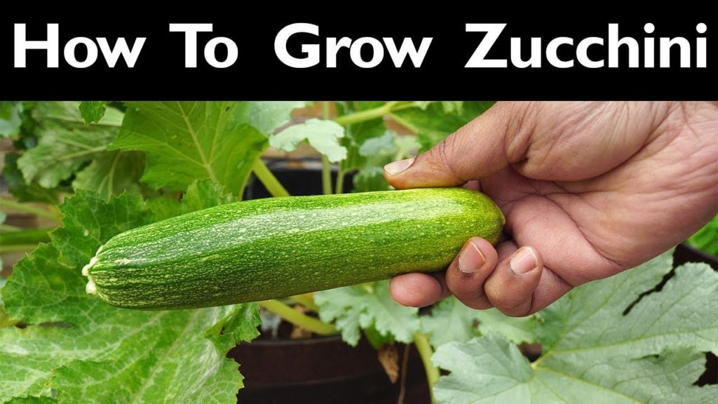 California Gardening: How To Grow Zucchini – Growing Ball's Zucchini Squash (courgette or summer squash) How To Grow Zucchini - Growing Ball's Zucchini Squash (courgette or summer squash)