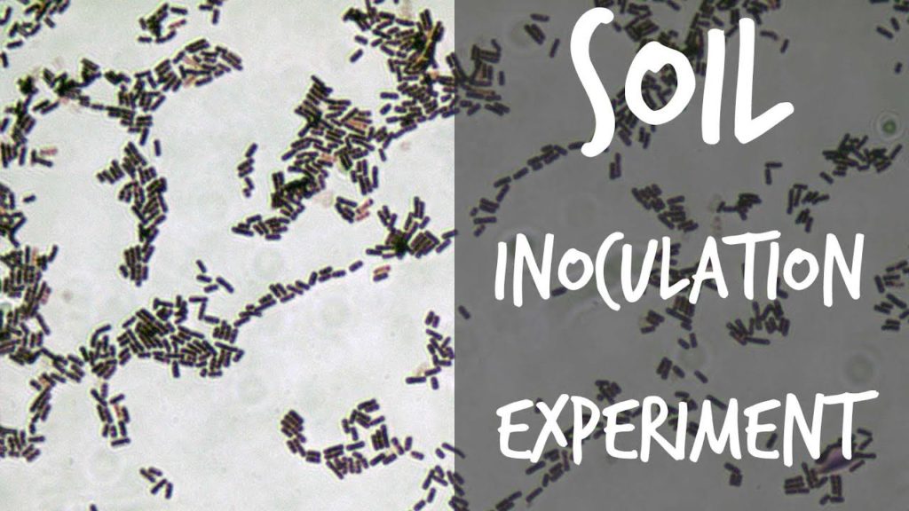 Biofertilizers Experiment: Testing Earth Alive Soil Activator (Part 1)