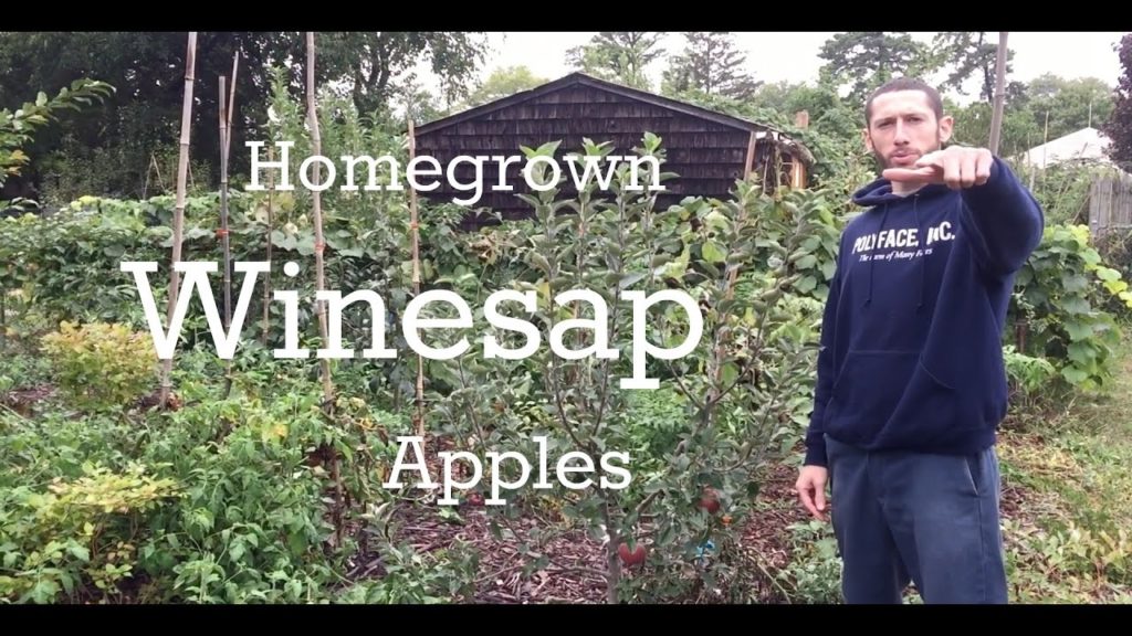 Tasting Homegrown Winesap Apples