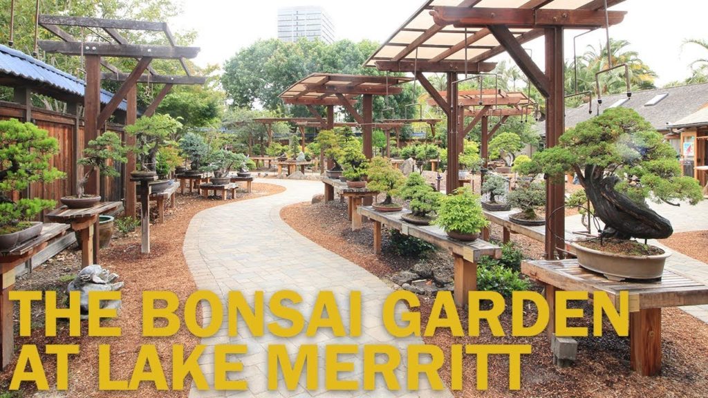 Bonsai Gardens : The Bonsai Garden at Lake Merritt Bonsai Gardens : The Bonsai Garden at Lake Merritt