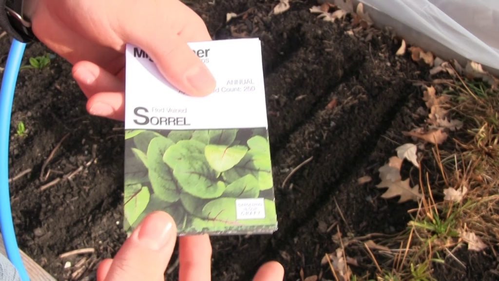 5 Cold Hardy Greens Everyone Should Be Growing & How to Grow Them