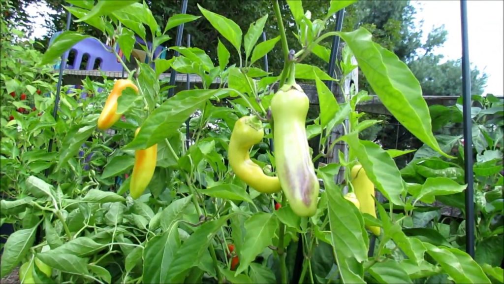 9 Easy to Grow Garden Vegetables for New Gardeners: Prolific & Tasty All America Selections Winners