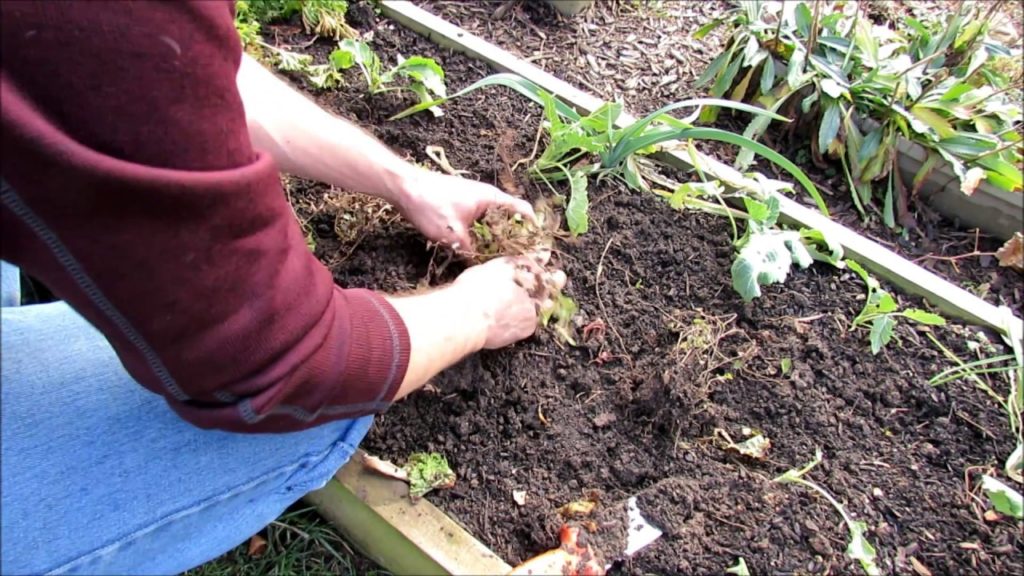 Simple Fall Division of Your Perennial Herbs Oregano, Thyme, Chives, Sage & Using a Soil Knife