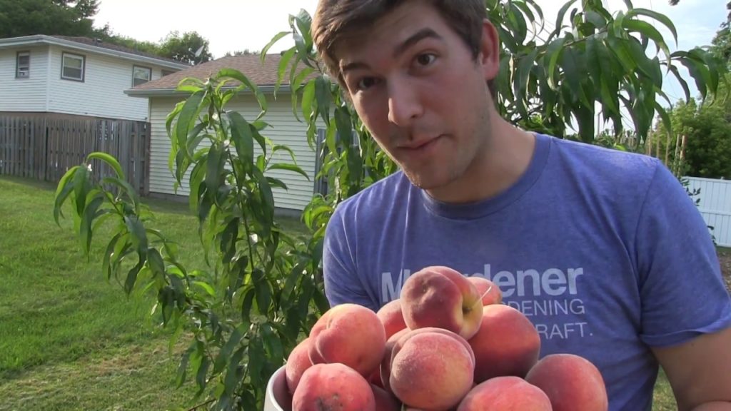 MIgardener: HUGE 100% Organic Peach Harvest! HUGE 100% Organic Peach Harvest!