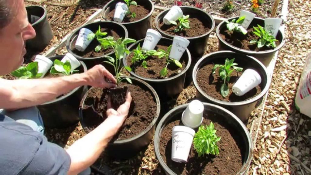 Gary Pilarchik: Planting Tomatoes & Peppers in a Raised Container – Raised Bed Garden – TRG 2015 Planting Tomatoes & Peppers in a Raised Container - Raised Bed Garden - TRG 2015
