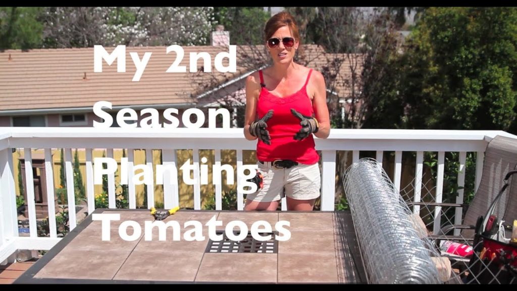 CaliKim: How to Make Tomato Cages, EZ and Cheap! How to Make Tomato Cages, EZ and Cheap!