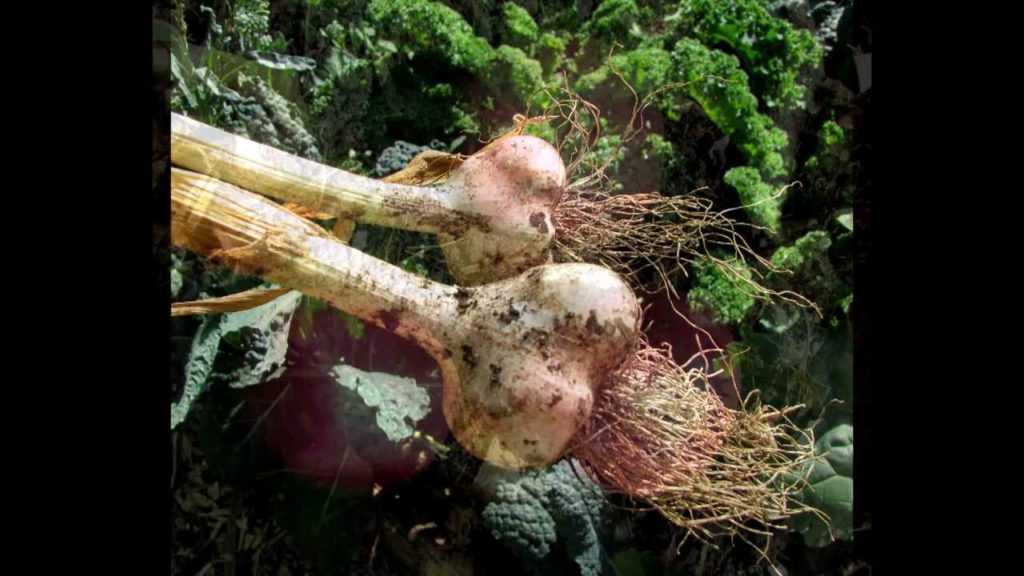 Introduction to OYR Channel