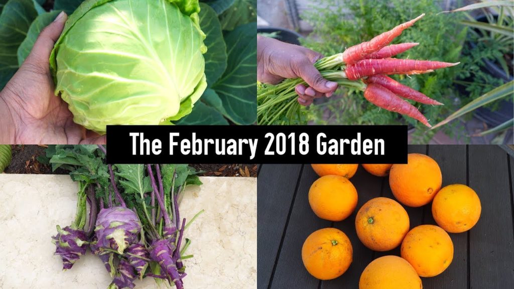 California Gardening: The February California Garden – Winter Harvests, Starting Summer Plants & Much More! The February California Garden - Winter Harvests, Starting Summer Plants & Much More!