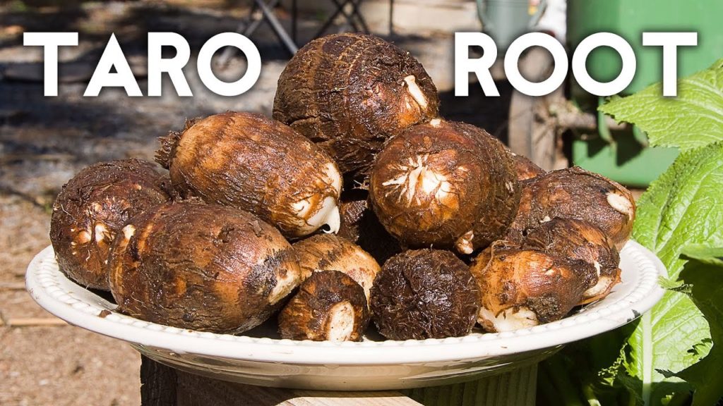 California Gardening: Growing Taro Root Plant – Tips & Harvest Growing Taro Root Plant - Tips & Harvest