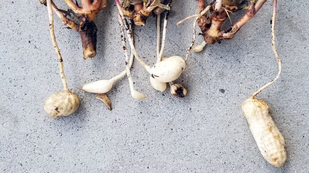 Epic Gardening: Harvesting and Roasting My Pathetic Crop of Peanuts (Taste Test) ππ’π₯ Harvesting and Roasting My Pathetic Crop of Peanuts (Taste Test) ππ’π₯
