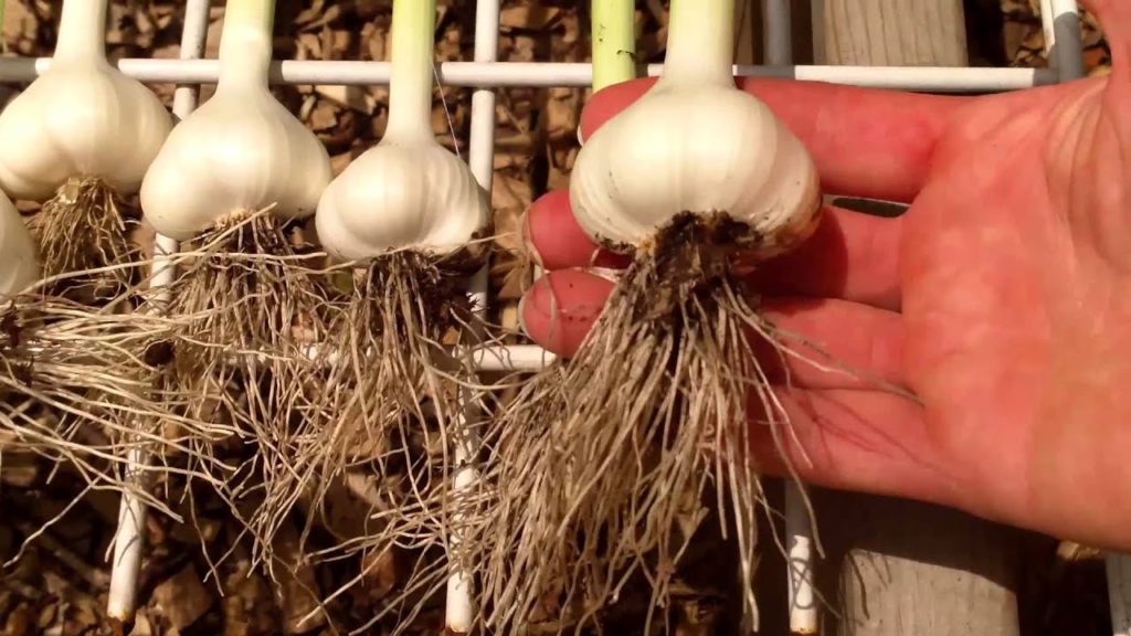 Want An Early Garlic Harvest?  Plant Early & Overwinter In A Hoop House