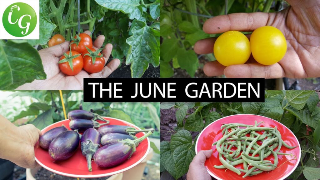 California Gardening: The California Garden In June – Tomatoes, Grapes & More! – in 4K The California Garden In June - Tomatoes, Grapes & More! - in 4K